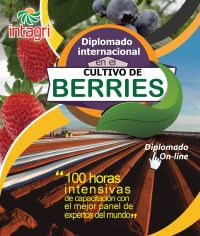 Diplomado Internacional En Cultivo De Berries Inicio Intagri S C